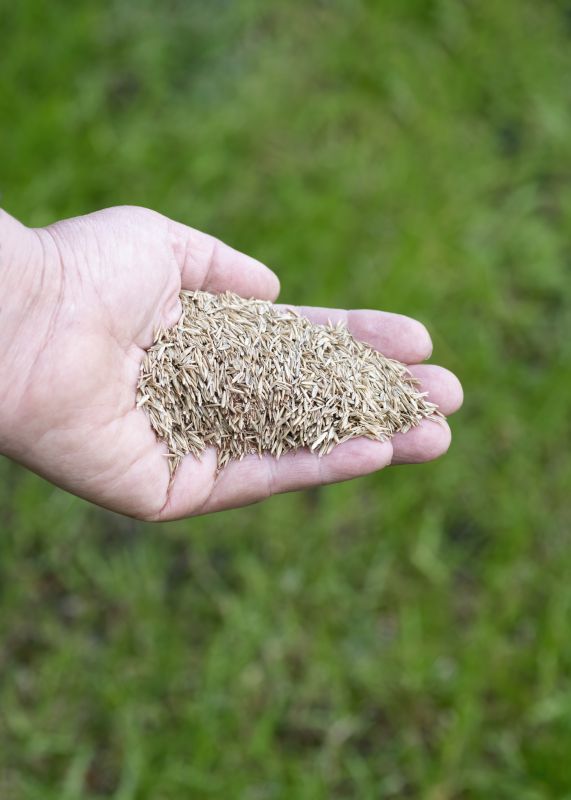 Turf Seeding in Ventura County, CA